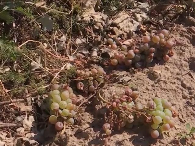 Viticultorii din Prahova câștigă procesul cu Ministerul Agriculturii: ordinul care a oprit sistemul antigrindină a fost anulat