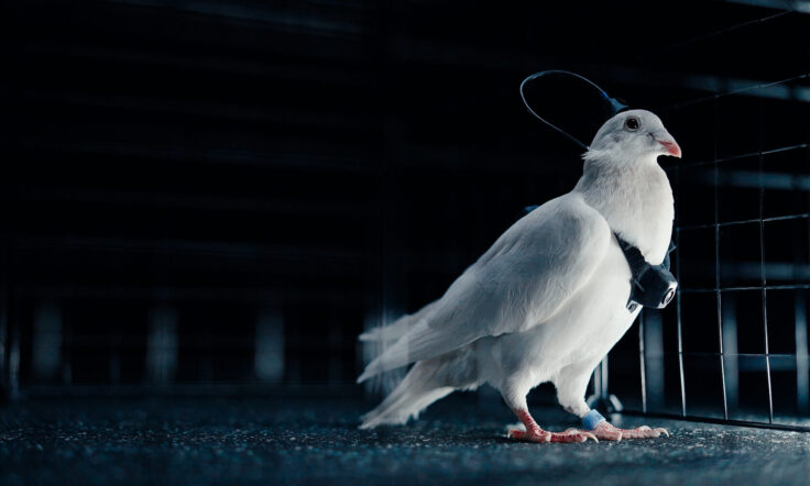 Cipuri în creierul porumbeilor: un startup rus testează „biodrone” controlate de la distanță