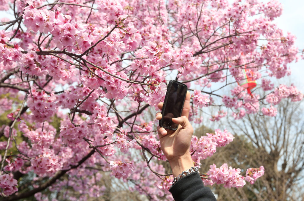 Un oraș din Japonia anulează festivalul florilor de cireș din cauza incidentelor provocate de turiști