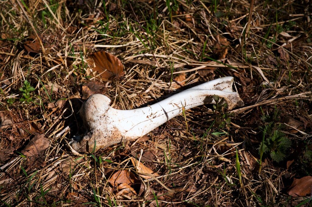 Mormânt colectiv vechi de 3.000 de ani, descoperit în Serbia. Femeile și copiii, principalele victime