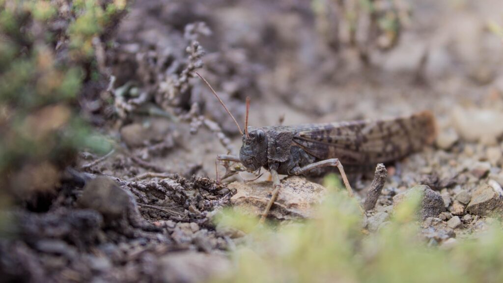 Invazie de lăcuste într-o populară regiune turistică, frecventată de numeroși români