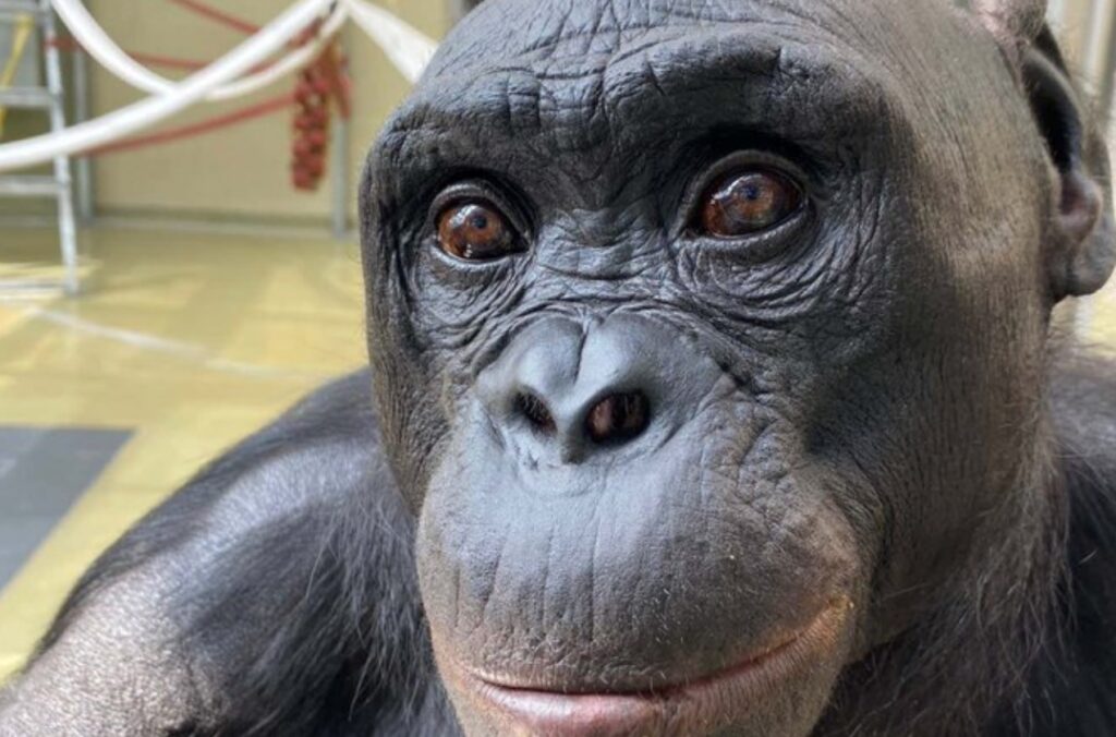 Maimuțele pot „juca teatru”: Ce s-a descoperit la o petrecere cu ceai despre imaginația primatelor