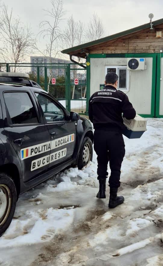 Pasăre dintr-o specie protejată, salvată de un polițist local pe Șoseaua Olteniței din Capitală