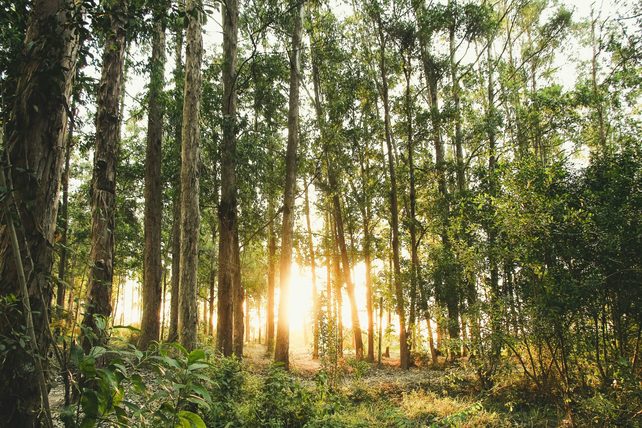 Romsilva câștigă procesul pentru 43.000 hectare pădure