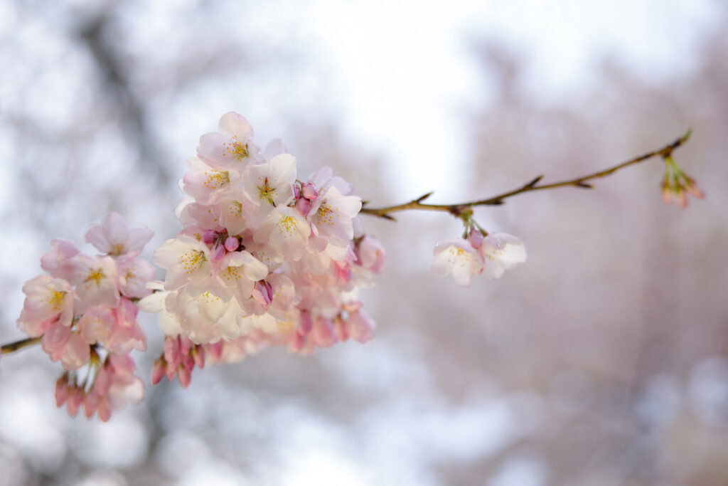 Vin temperaturi de primăvară în plină iarnă în Balcani, iar România e inclusă