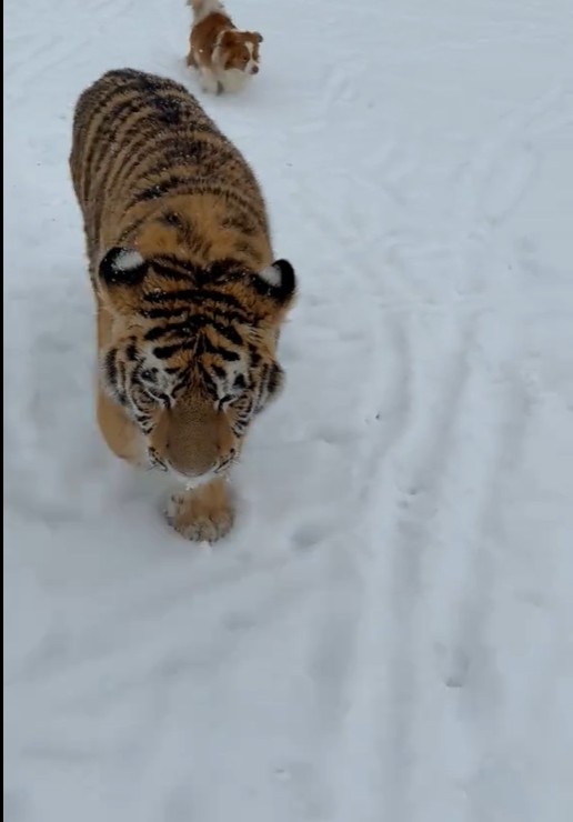 Un tigru filmat într-o curte din Dâmbovița, viral pe TikTok. Poliția face anchetă