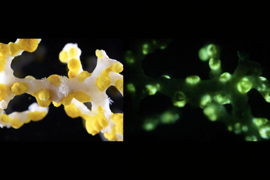 Primul coral bioluminiscent a fost descoperit într-o peșteră de mare adâncime