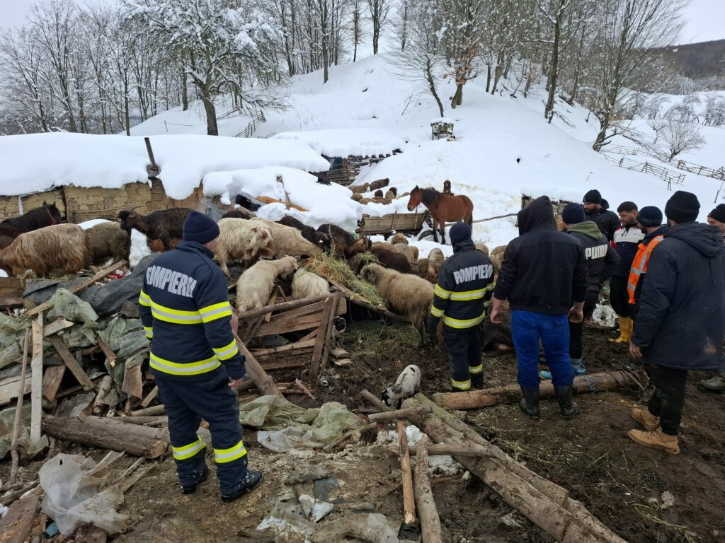Buzău: Saivan, prăbușit peste animale din cauza nămeților. Mai multe animale au murit