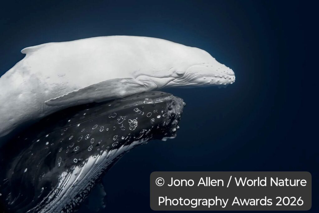 Un pui alb de balenă cucerește juriul mondial la World Nature Photography Awards