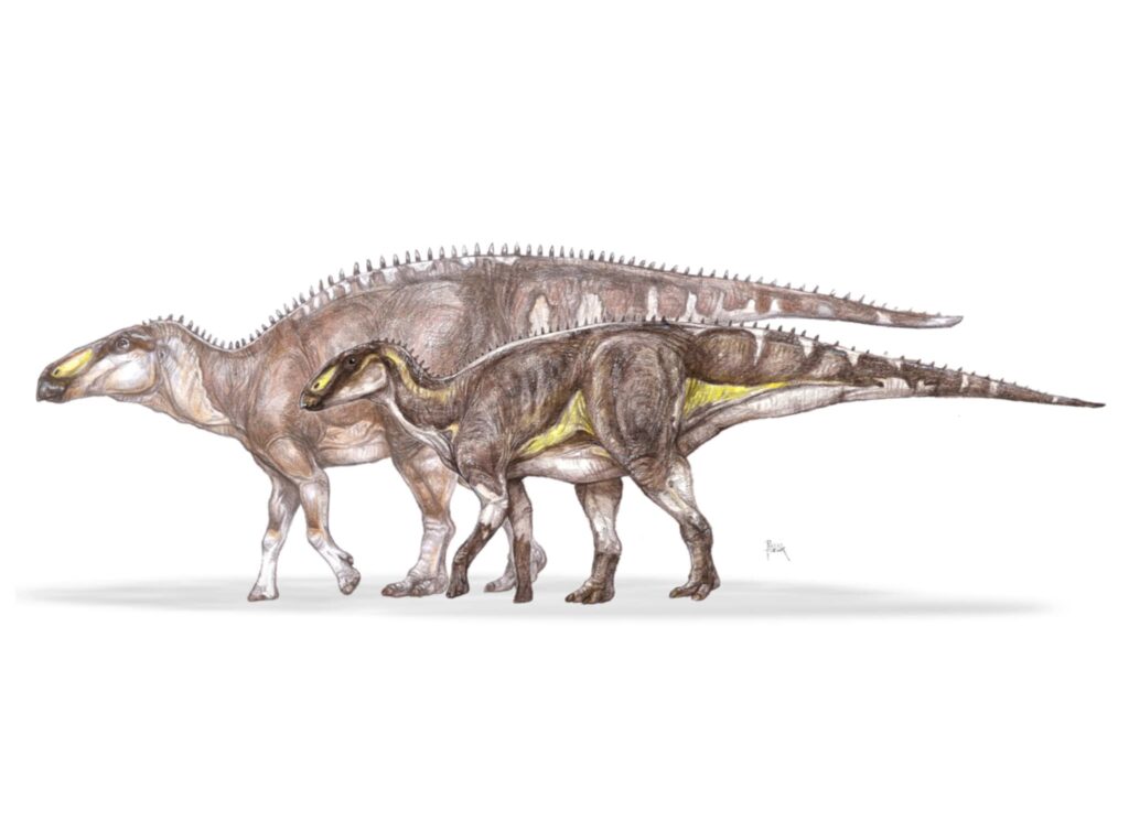 O nouă specie de dinozaur erbivor a fost descoperită în Geoparcul Internațional UNESCO Țara Hațegului
