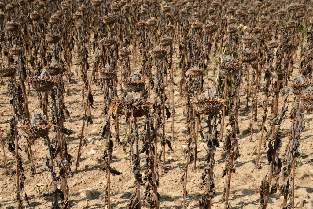 Cei mai calzi 11 ani din istorie, confirmați oficial. Ce urmează pentru planeta care nu mai poate răci