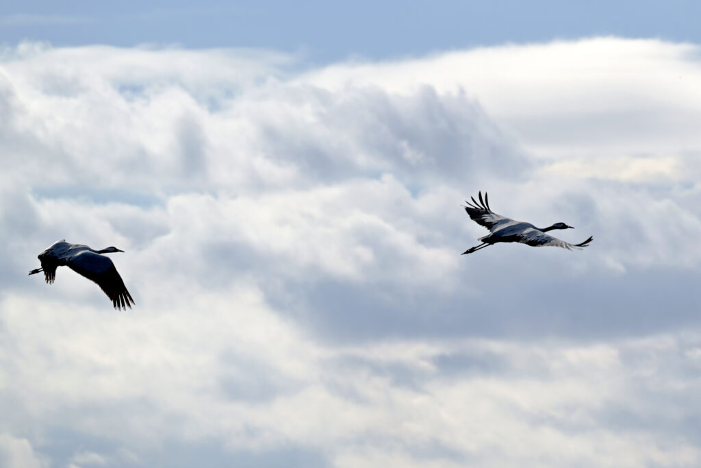 Gripă aviară H9N2, primul caz uman depistat în Europa