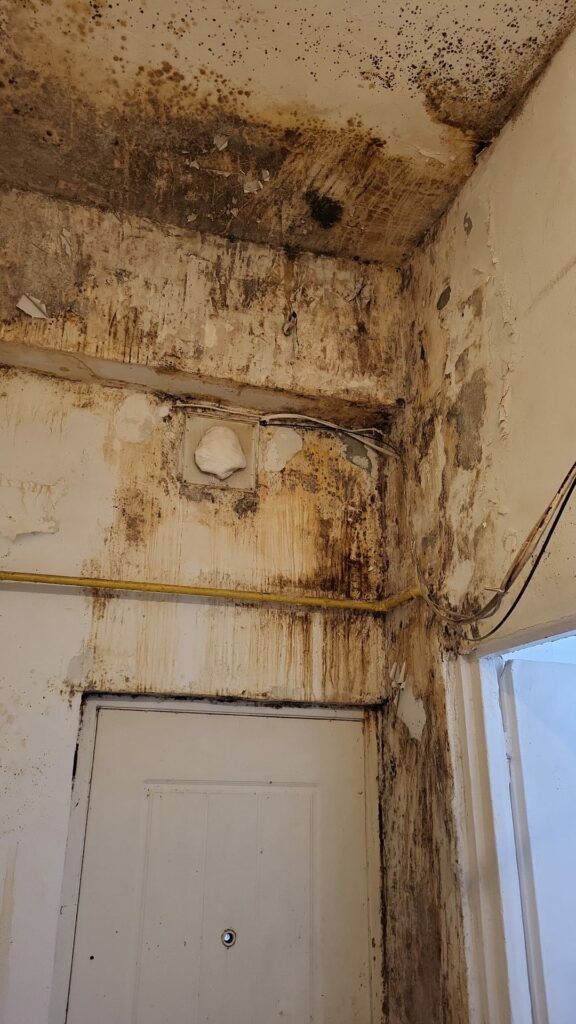 Mizerie de nedescris, mucegai și insecte în bucătării verificate de ANPC