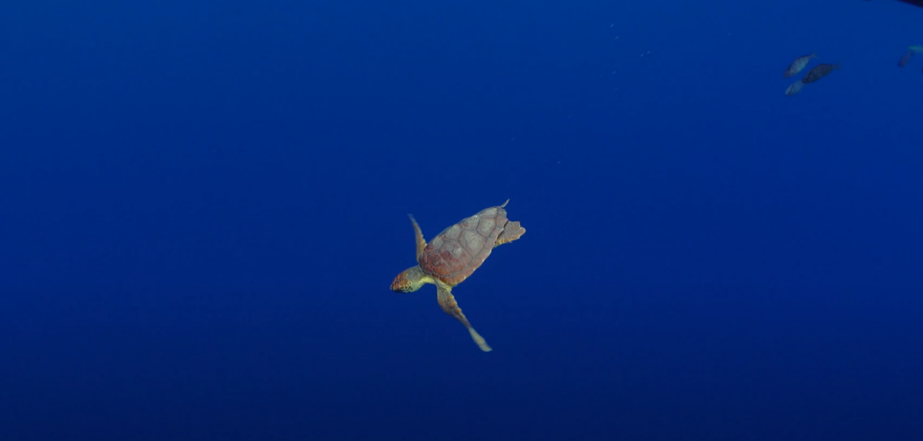 Călătoria incredibilă a țestoasei Diana: a parcurs peste 6.000 de kilometri, de la Ceuta până în Caraibe, pentru a se împerechea