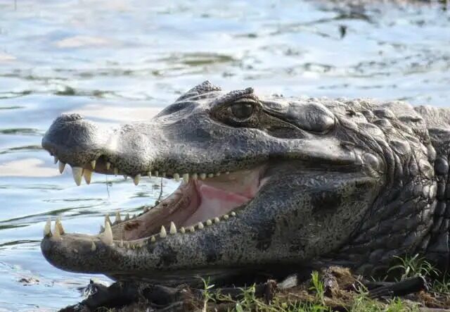 Descoperire uluitoare în Italia: anaconde de 5 metri și un caiman, ascunse într-un bloc de locuințe. Proprietarul, de negăsit