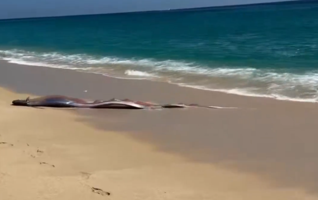 Doi „pești ai Apocalipsei” descoperiți pe o plajă de către turiști. Oamenii spun că este un semn rău