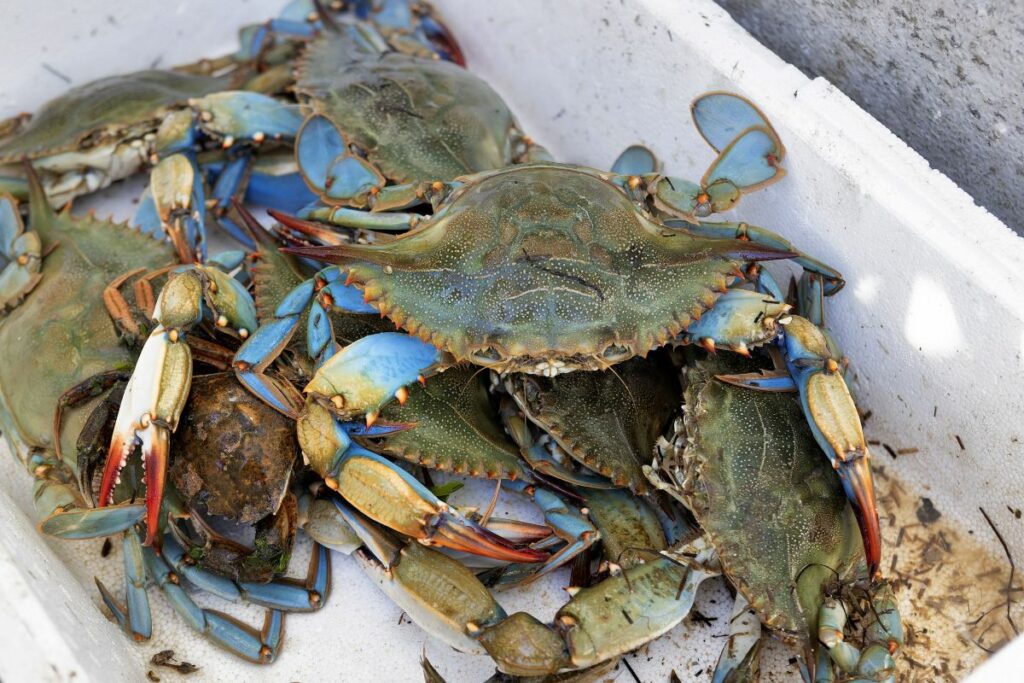 Crabul albastru, delicatesa pe care Venezuela a trebuit să o oprească de la exportul în SUA: „Mulți oameni au rămas fără locuri de muncă”