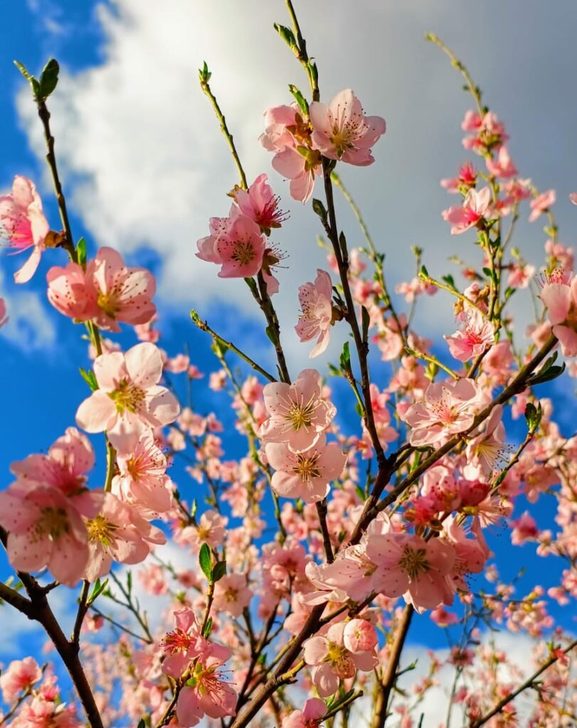 Grecia devine noul spectacol al primăverii: ce flori atrag turiștii din toată Europa?