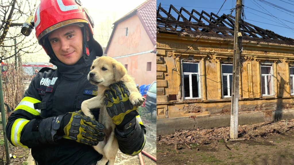 Pompierii din Timiș au salvat un cățel după ce o casă a luat foc. Incendiile la locuințe, tot mai dese
