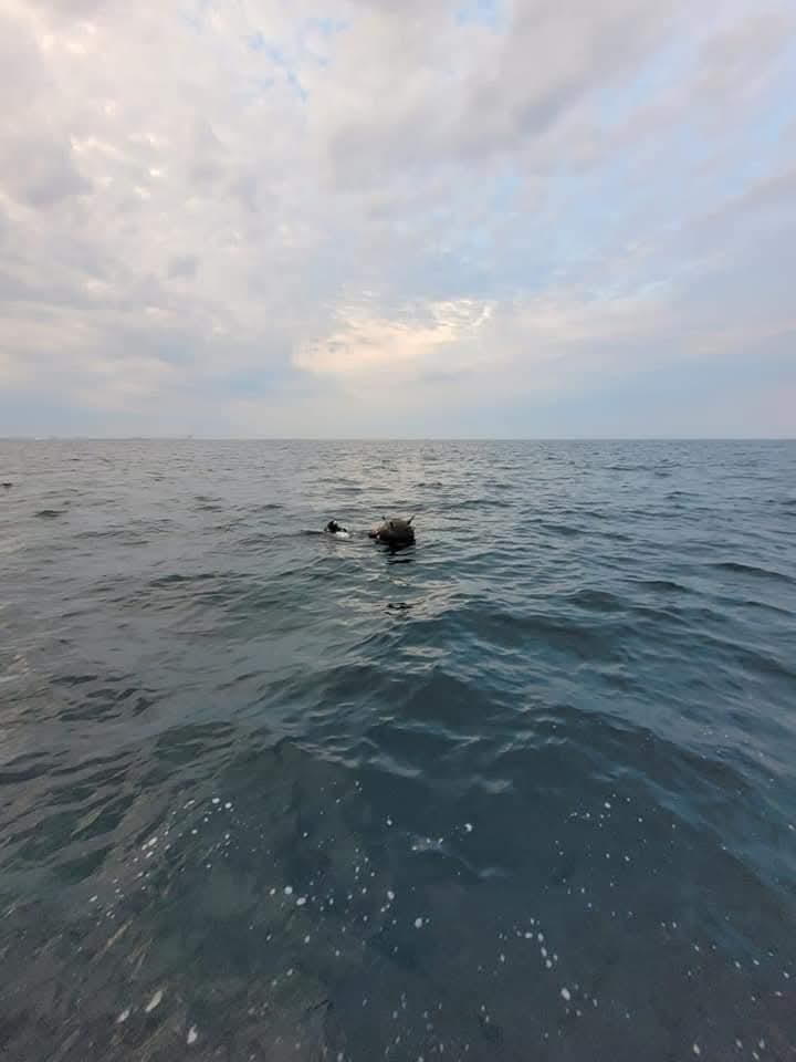 Contre între MApN și Ambasada Rusiei pe tema minelor în derivă din Marea Neagră