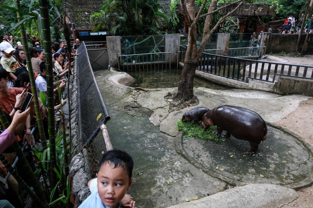 Un bărbat a fost arestat după ce a intrat în țarcul hipopotamului pigmeu Moo Deng de la grădina zoologică din Thailanda