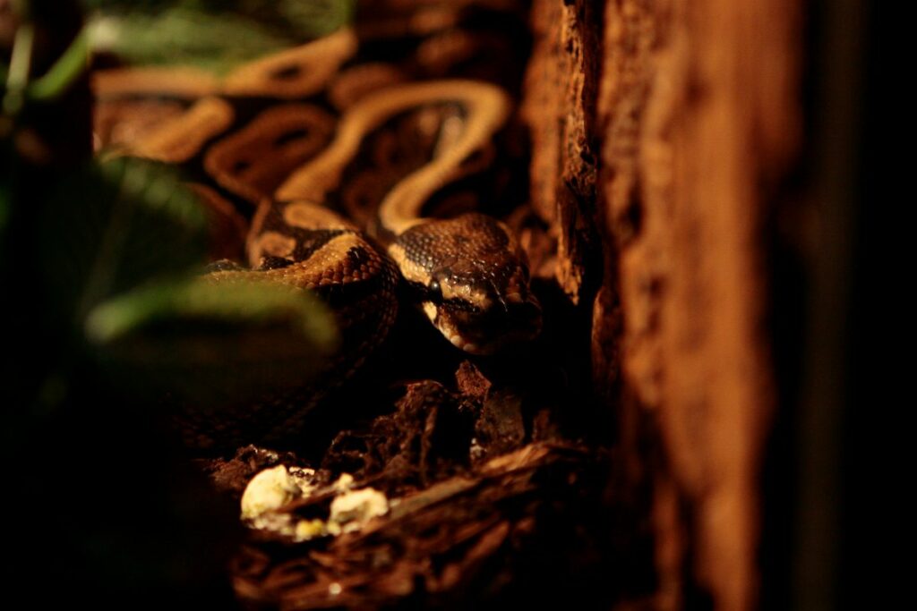 Sângele de piton ar putea revoluționa tratamentele de slăbit, după descoperirea GLP-1 cu ajutorul unei specii de șopârla