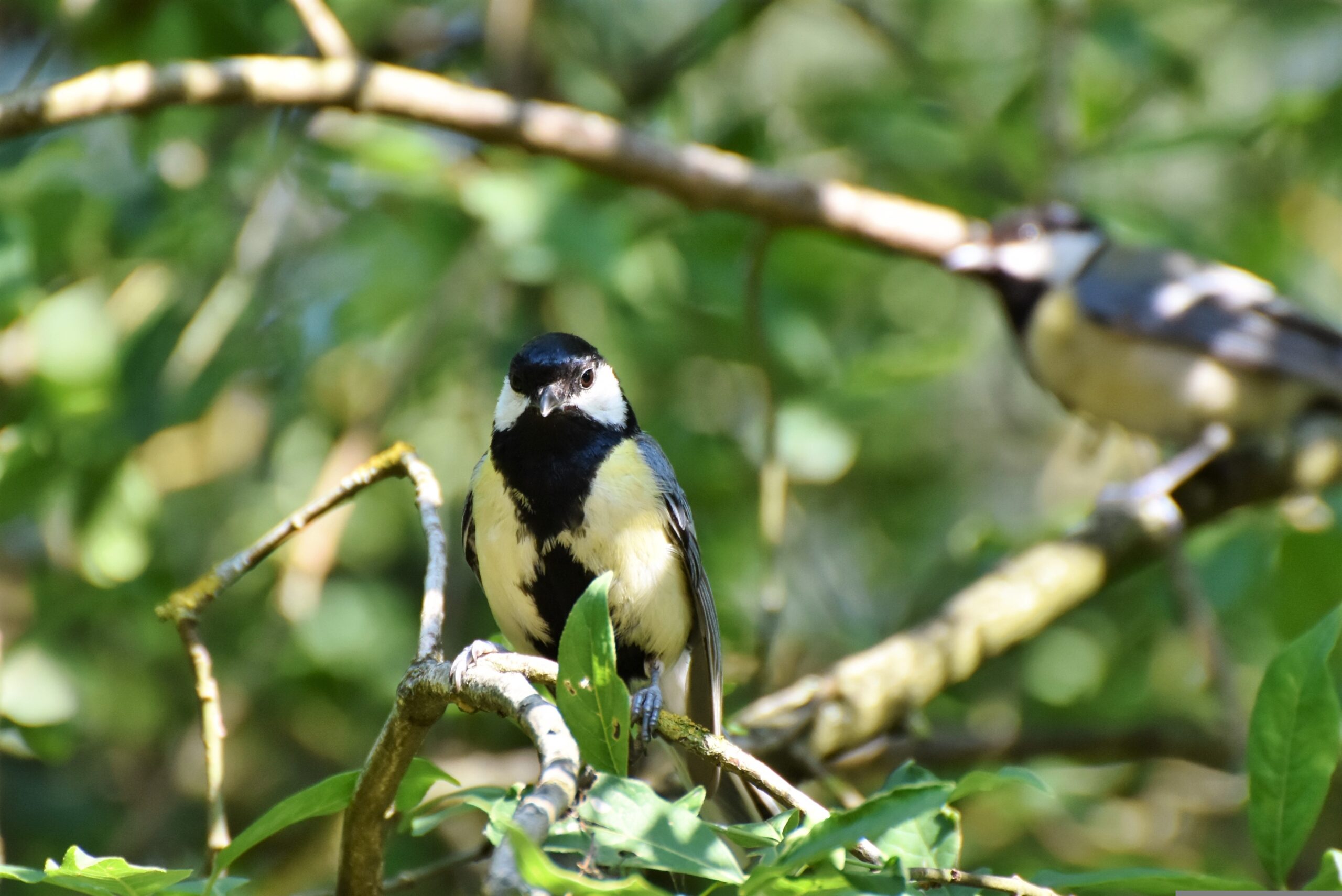 Grădina Zoologică din Varșovia va avea UPU pentru păsări sălbatice rănite