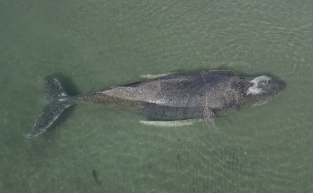 O balenă cu cocoașă, eșuată pe țărmul Mării Baltice. Salvatorii încearcă să ghideze mamiferul în ape mai adânci