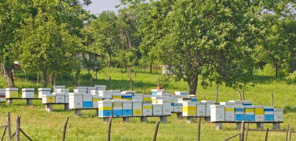 Ajutor de stat pentru apicultori: 12 euro pentru fiecare familie de albine