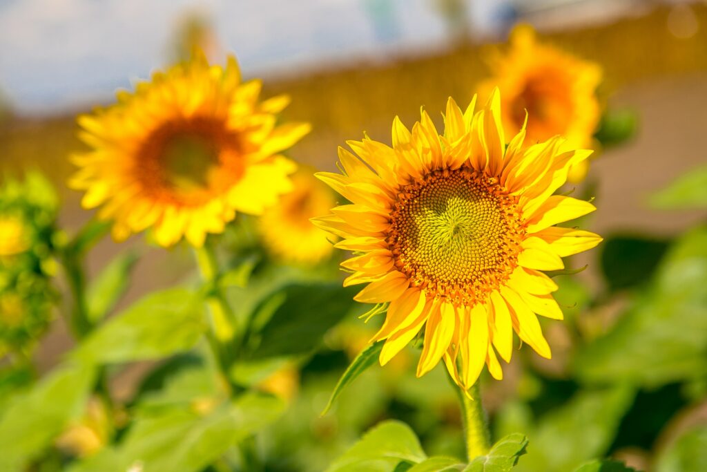 Cum pot fermierii români să contribuie la economia industriilor sustenabile prin culturi intermediare