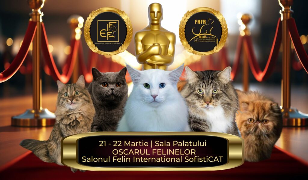 „Oscarurile lumii feline” se decernează în acest weekend la București. Campioni din toată Europa vin la Salonul SofistiCAT