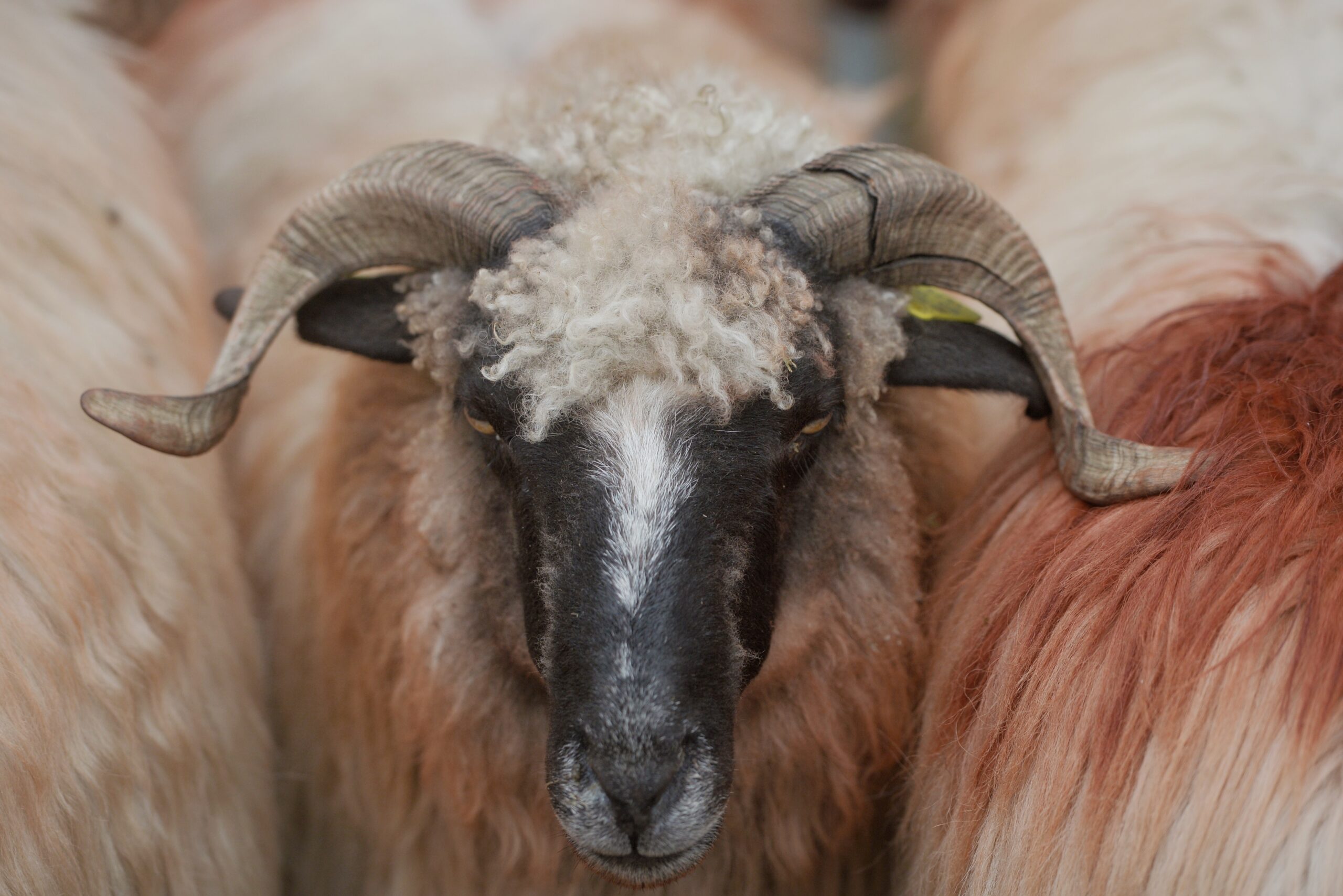 Record: România va exporta către Algeria peste 1 milion de ovine
