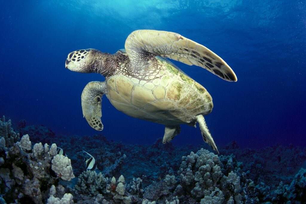 O tânără a fost arestată la Bangkok după ce a fost prinsă cu 30 de țestoase ascunse sub haine