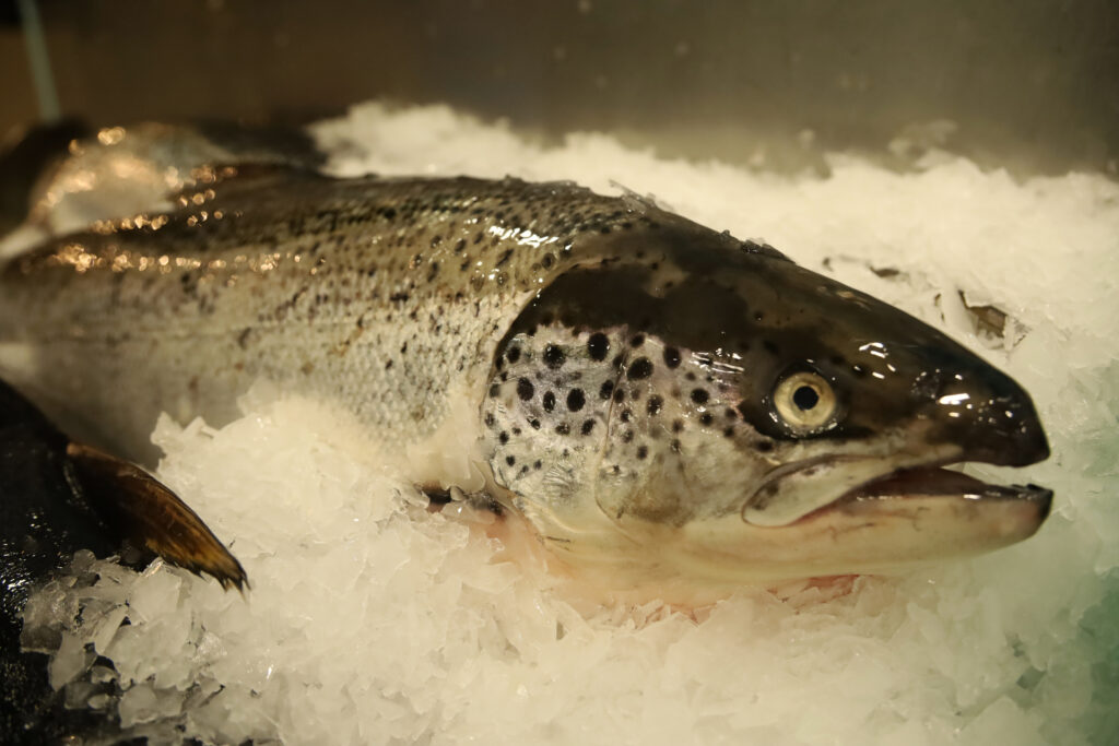 România produce tot mai puţin peşte. Importăm masiv