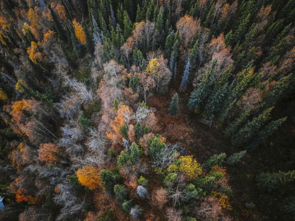 WSJ: Cel mai mare proprietar de terenuri din America folosește inteligența artificială pentru a digitaliza pădurea