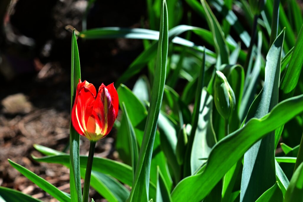 O lună de contraste meteo. ANM anunță când revin temperaturile de primăvară în România