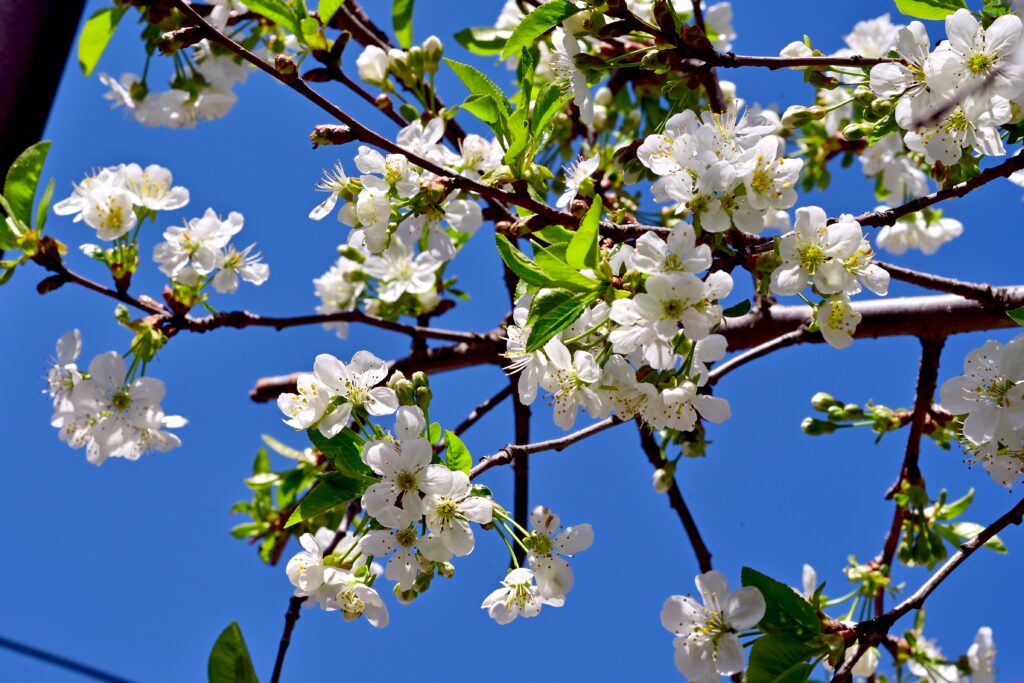 Pleci în minivacanța de 1 Mai? ANM a publicat estimările pentru sfârșitul lui aprilie și început de mai