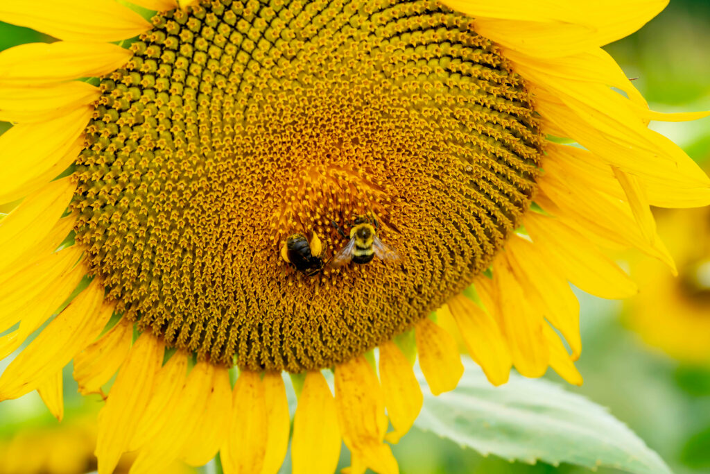 Populațiile de albine și sirfide sunt în declin alarmant / UE cere inversarea tendinței până în 2030