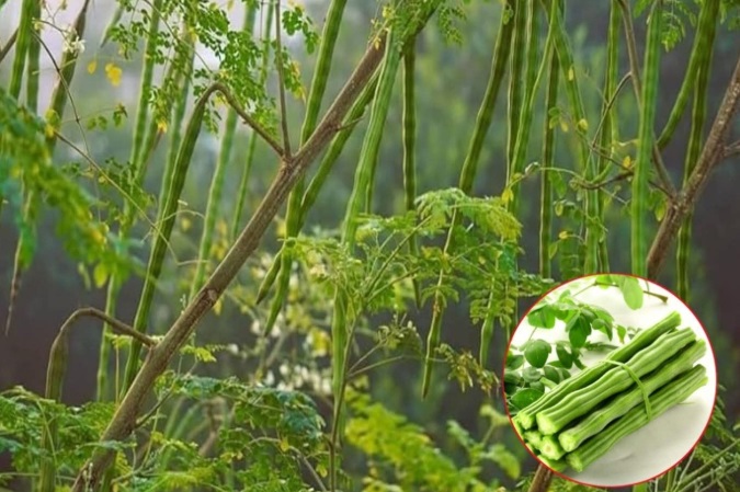 Arborele miraculos care elimină 98% din microplasticele din apă: alternativa naturală la soluțiile chimice