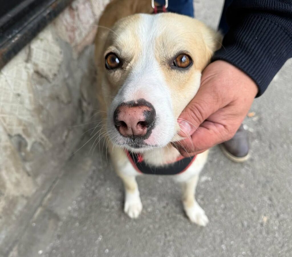 Primăria Capitalei oferă sterilizare gratuită pentru câinii de rasă comună. Unde te programezi