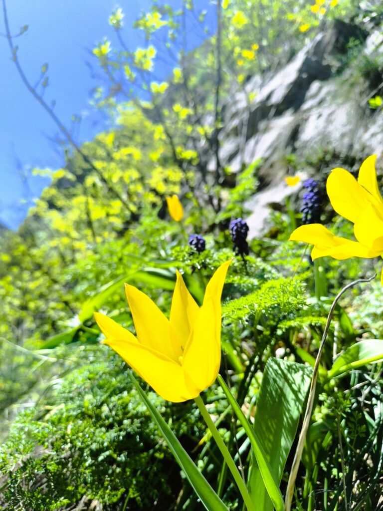 Una dintre cele mai rare flori de pe planetă. Tot mai multe exemplare în Cazanele Dunării