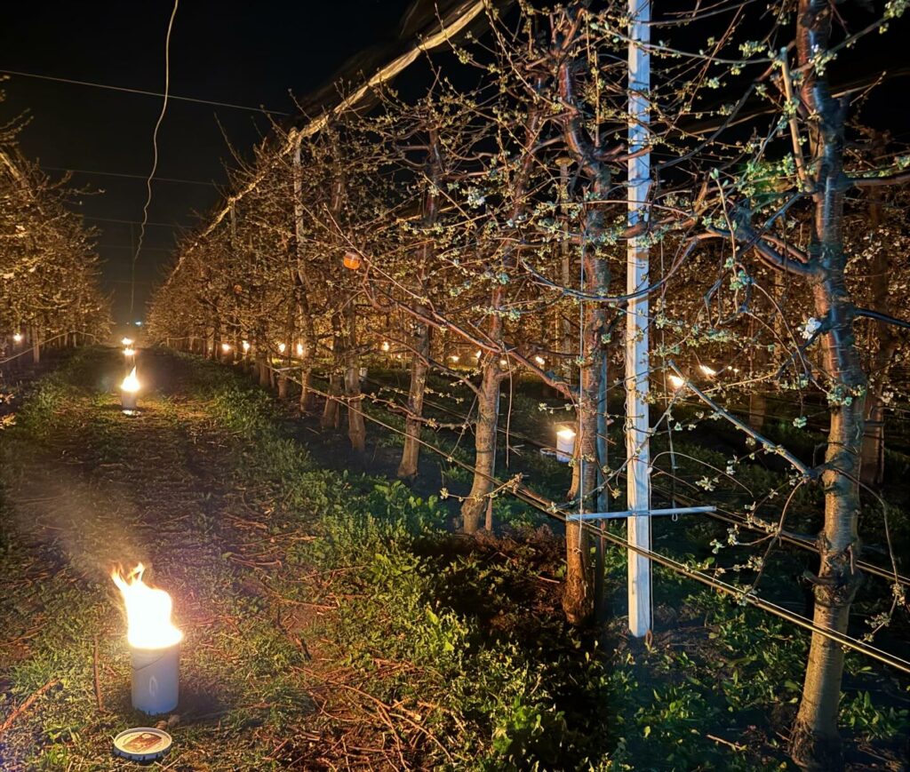 40.000 de euro arși într-o noapte ca să salveze cireșii de îngheț