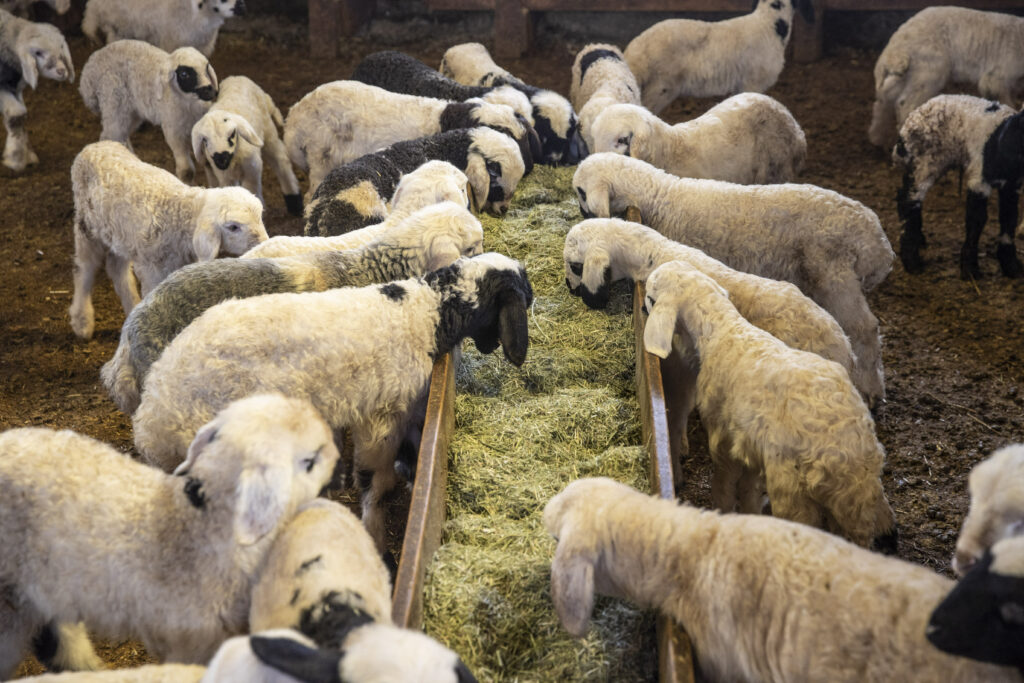 Alertă sanitară în Grecia, după descoperirea unui focar de febră aftoasă