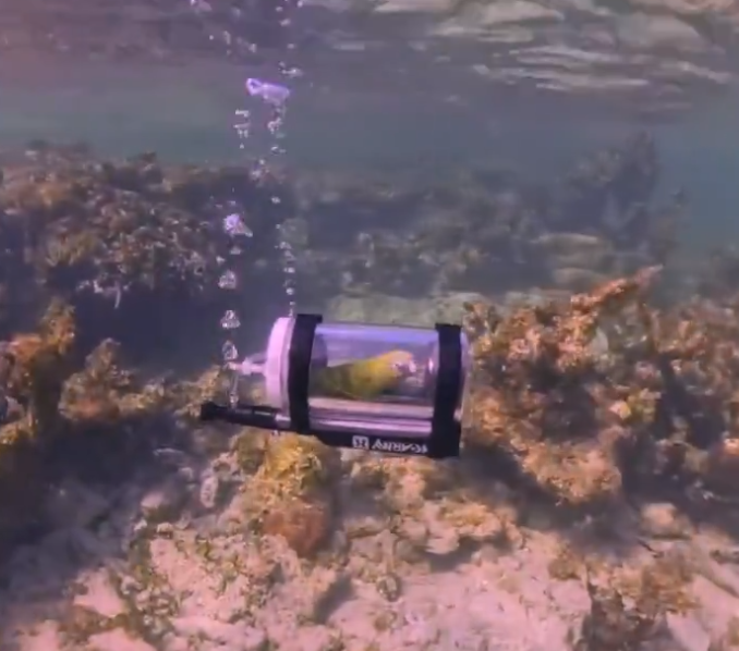 Un bărbat a construit un minisubmarin pentru papagalul său. Este primul papagal care face snorkeling