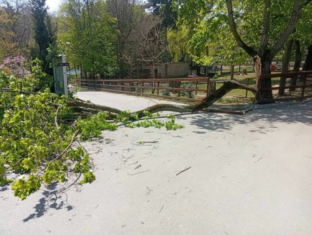 Vreme rea și în Republica Moldova. Un copac a căzut la Zoo Chișinău peste un copil de 6 ani