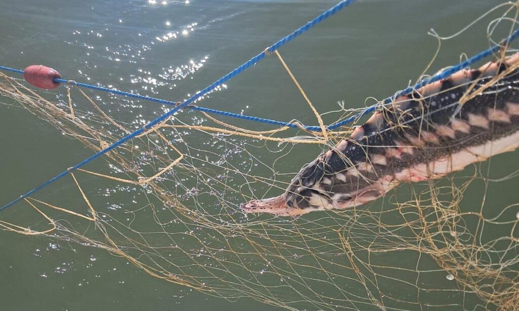 Cinci delfini și un rechin, prinși în plase amplasate ilegal în Marea Neagră, salvați de polițiști