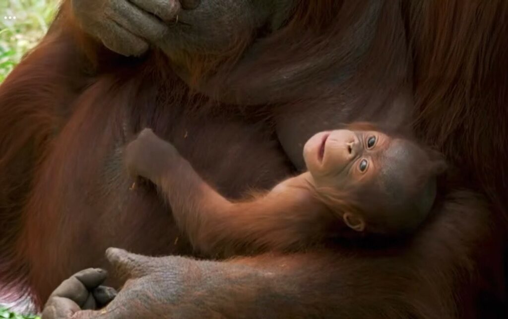 Un pui dintr-o specie extrem de rară s-a născut la Zoo Madrid. Numele său va fi ales de public