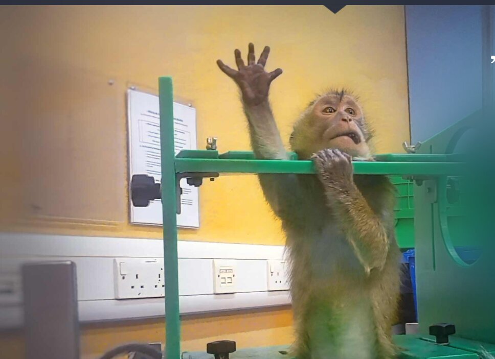 Filmările care zguduie Europa: imagini din laboratoare declanșează apeluri fără precedent pentru oprirea testelor pe animale