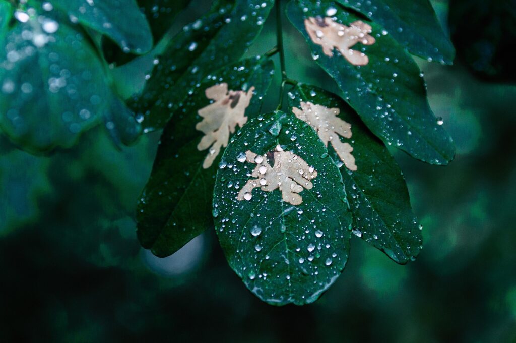 Sunetul ploii ar putea ajuta semințele să decidă când să încolțească