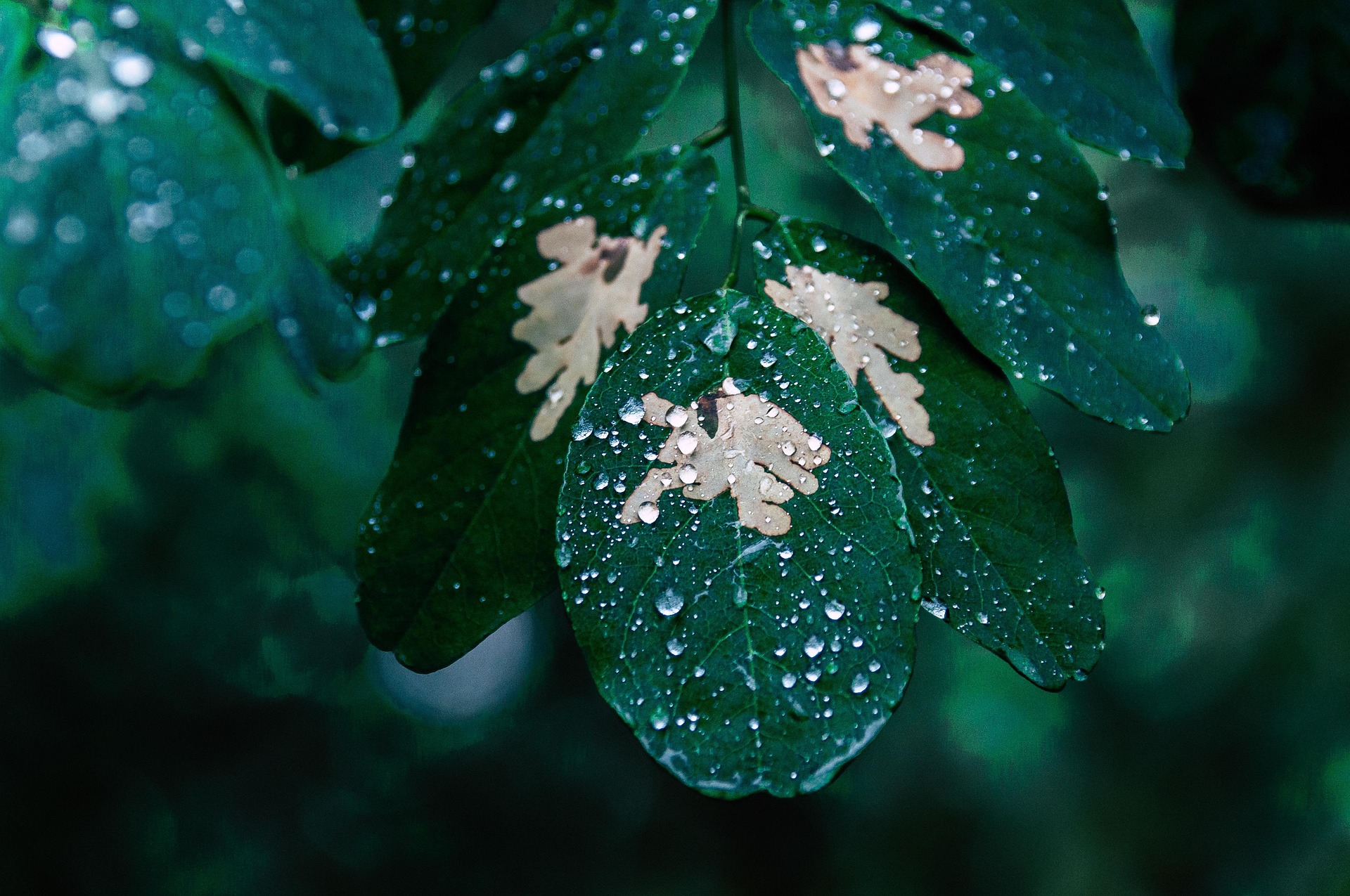 Poza pentru articolul Sunetul ploii ar putea ajuta semințele să decidă când să încolțească